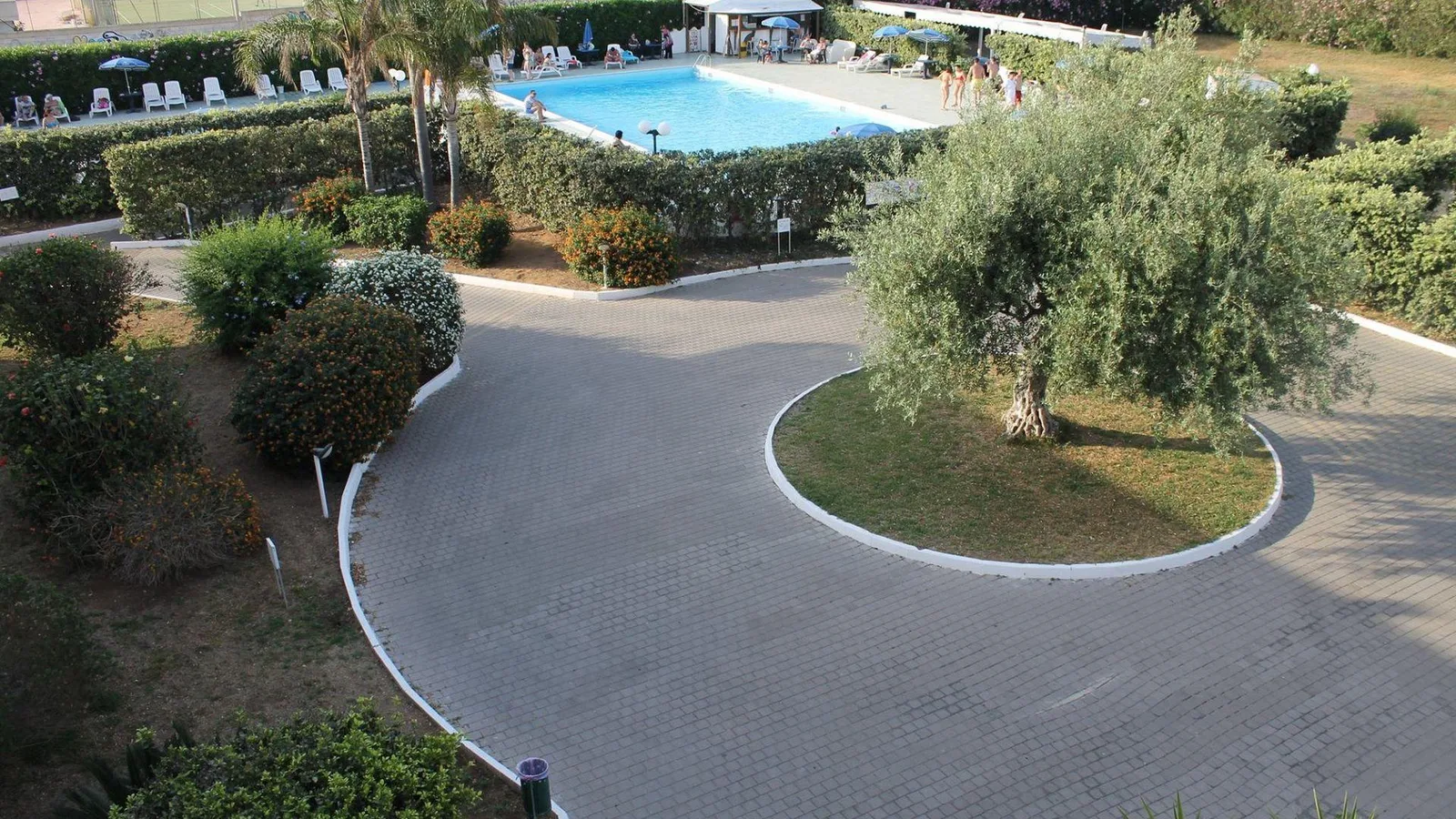 Giardino curato con ulivo, siepi e vialetto pavimentato verso la piscina