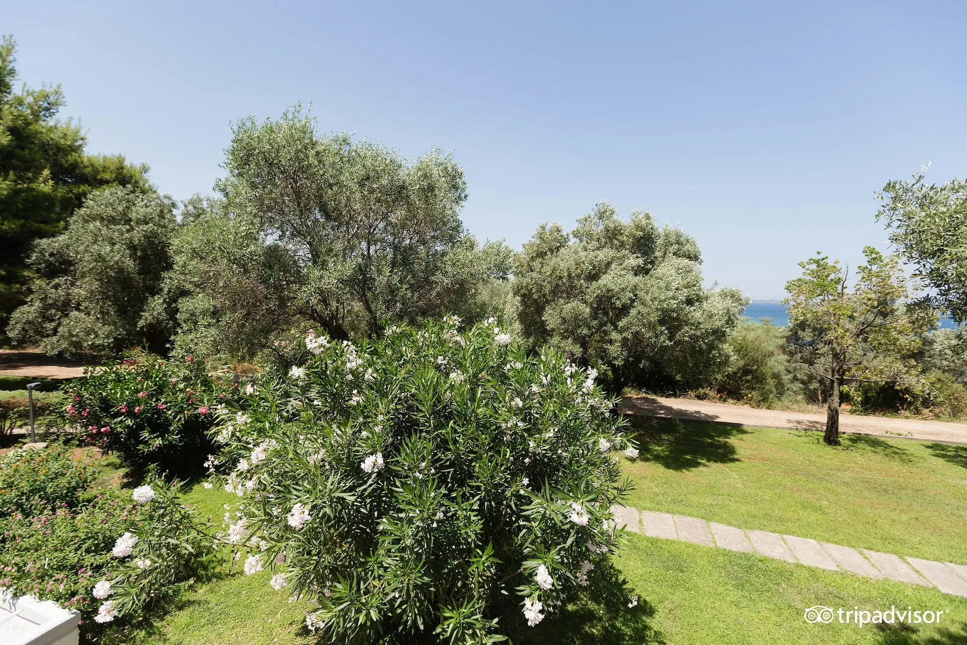 Giardino mediterraneo con ulivi, oleandri fioriti e scorcio sul mare