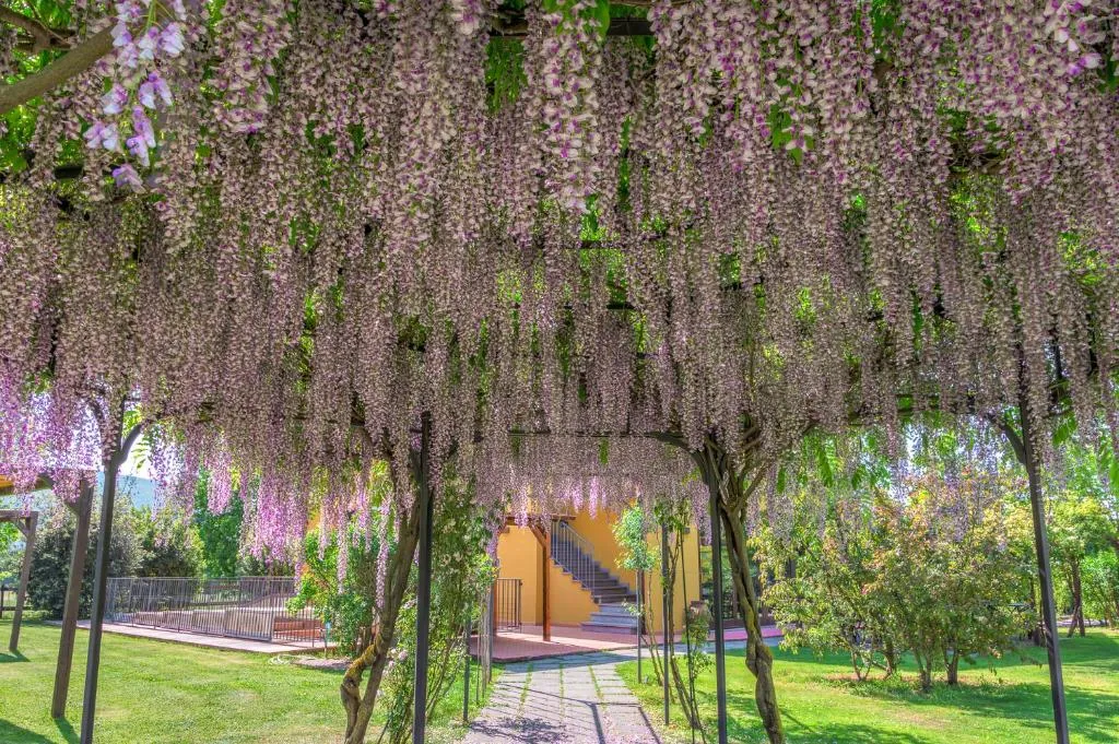 Pergolato di glicine in fiore con vialetto verso l'edificio giallo