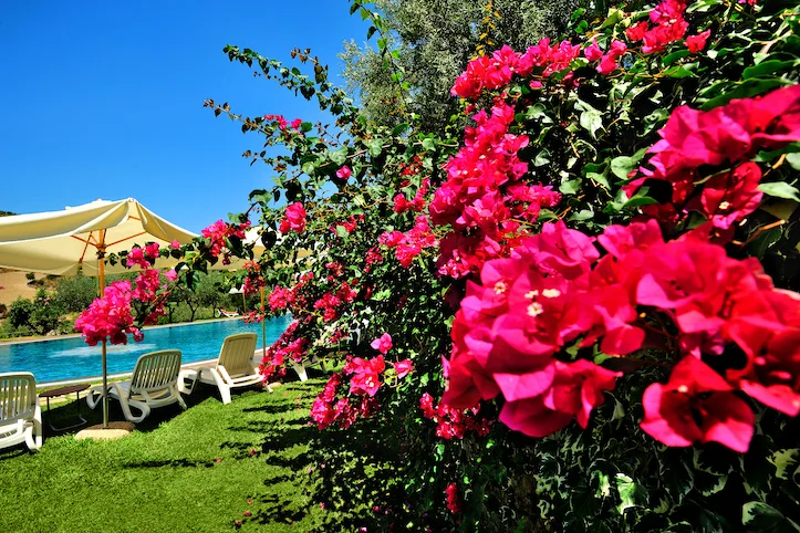 Bouganville rosa in fiore accanto alla piscina con lettini e ombrellone