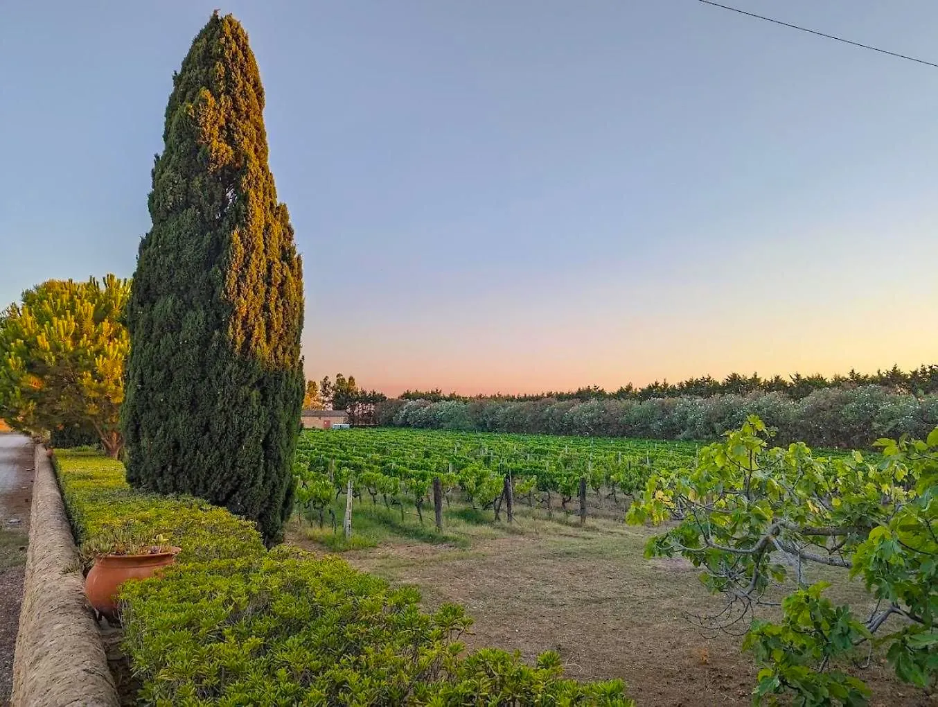 Vigneto al tramonto con cipresso e siepe curata lungo il vialetto
