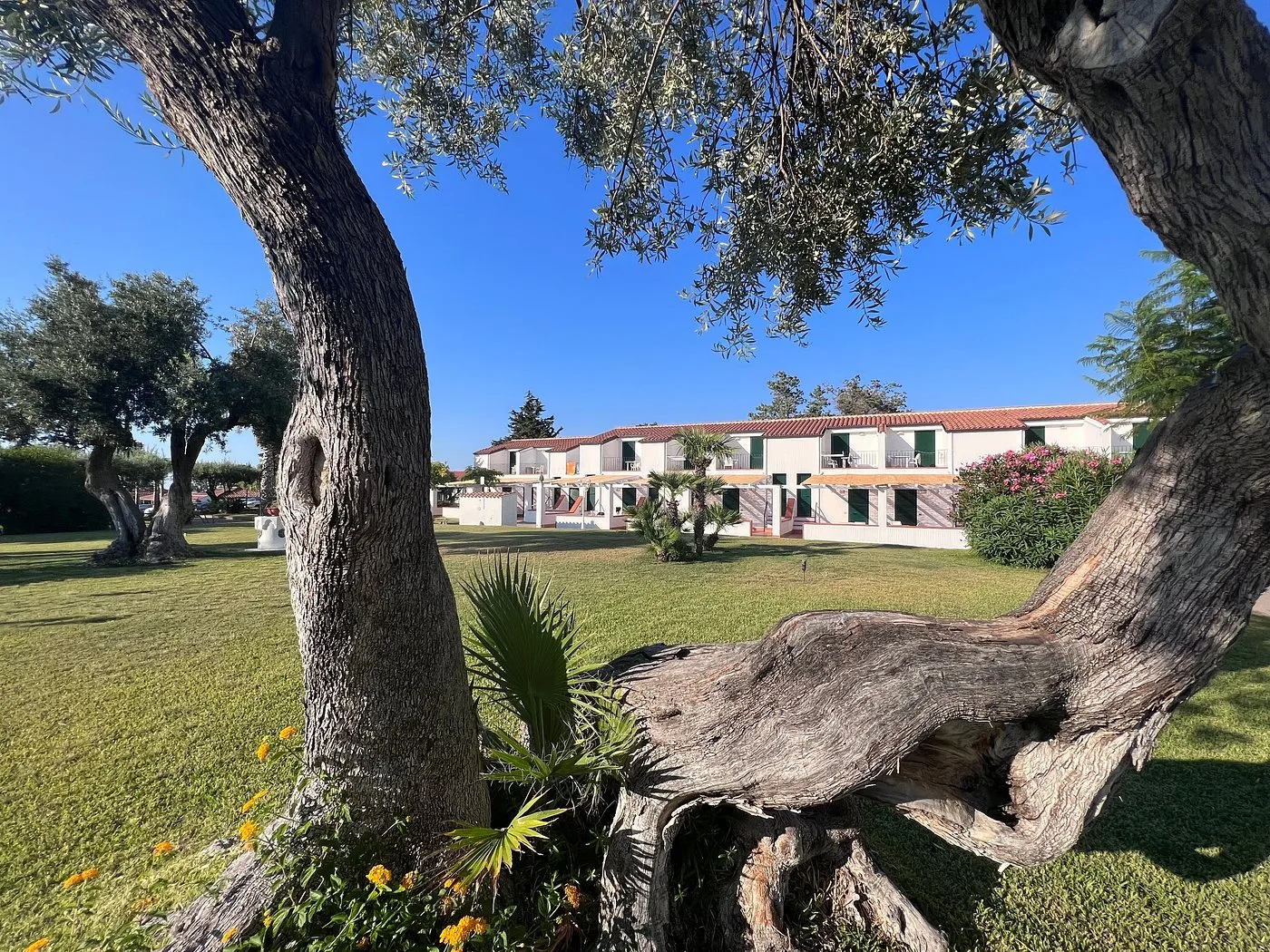 Giardino con ulivi secolari e camere del residence sullo sfondo
